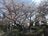 「樹齢500年・世界で一つだけの桜」！  福岡県天然記念物「白野江のサトザクラ」は例年「4月上旬」の今が見頃！「白野江植物公園」の魅力の画像002