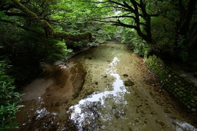 【世界自然遺産・屋久島】九州最高峰の「宮之浦岳」へ！  日本最南端の高層湿原「花之江河」を抜け、洋上のアルプスに臨むの画像018