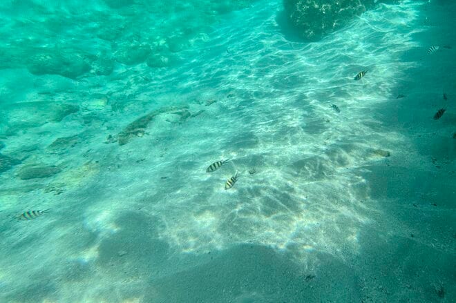 【鹿児島県】憧れのフラットシャロー！  フライフィッシングと昆虫観察、トレッキングを満喫した「奄美大島」トリップ   2025年の画像012