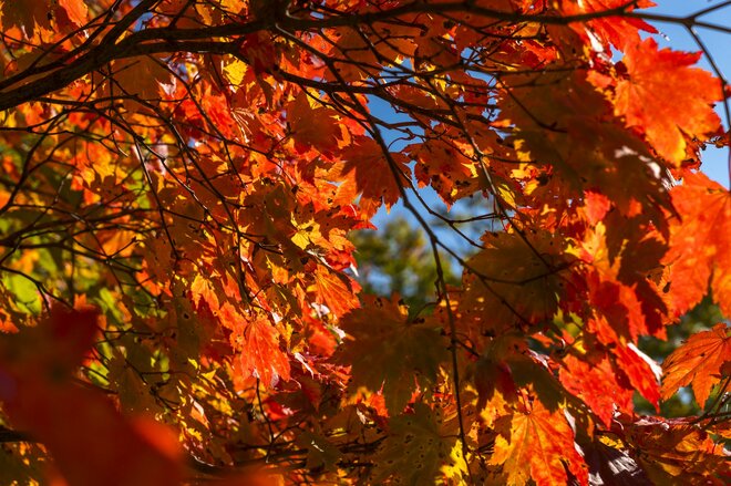 【紅葉＆登山】一面が黄色に染まるブナの原生林！ 紅葉真っ盛り！ 錦秋のトレイルを歩く中西山トレッキング 長野県長野市鬼無里・2023年の画像005