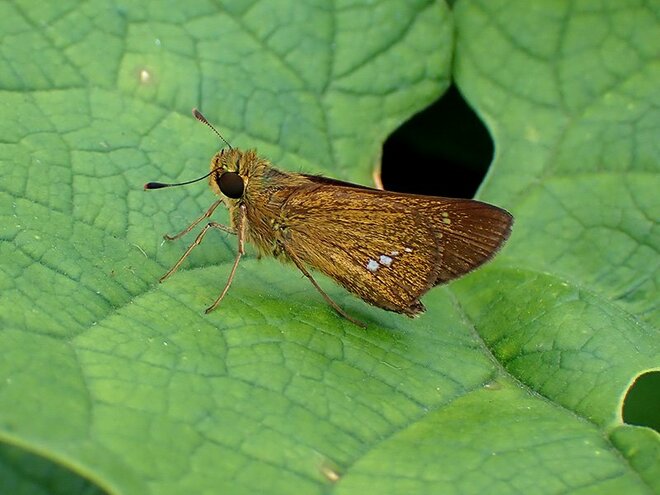 「この虫はガ？ それともチョウ？」 秋に花壇で見られる ”地味” な虫に注目【あなたのすぐそばにいる「季節の虫」の探し方 vol.11】の画像004