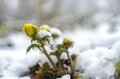  雪のなかじっと春を待つ黄色い妖精！ 「幸せを招く」フクジュソウの群落へ・2022年3月下旬【長野県】の画像014