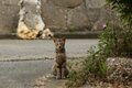 「ミャークヌカギマユ（宮古の美しい猫）」穏やかな子育ての風景に心が和む【琉球島猫百景 vol.08　宮古島〈1〉】の画像006