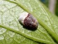 夏になると植物につく「白い綿」の正体とは？  生き物に見えない不思議な姿の虫たち【あなたのすぐそばにいる「季節の虫」の探し方 vol.8】の画像004