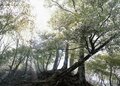 何度でも写真を撮りたくなる！  新緑の山「樹木の魅力」過去20年で200登頂ライターが厳選「リピート登山する3座」荒島岳・檜洞丸・鍋倉山の画像001