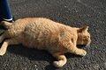米CNN選出「世界6大猫スポット」のひとつ「相島」1周5.4㎞でも「ネコ密集＆過疎」エリアあり！「とことん戯れられる」3か所とは「現地レポ」の画像015