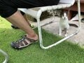 愛くるしい猫たちは高い透明度を誇るパナリ島の海のようだった【琉球島猫百景 vol.19「八重山の離島の猫たち」沖縄県／新城島＆小浜島】の画像002