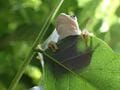 【自然観察】 葉っぱに映るシルエット 「この生き物の正体は？」 昆虫少年・少女時代を思い出して想像してみよう！  2024年の画像009