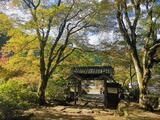 紅葉の絶景「トンネル＆カーペット」あり！ 見ごろは12月上旬まで「丹波紅葉三山」ほどよい秘境「兵庫の穴場3寺院」レポート