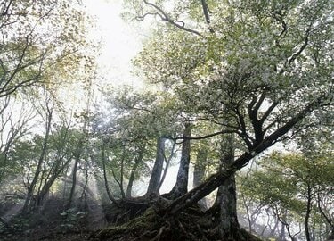 何度でも写真を撮りたくなる！ 新緑の山「樹木の魅力」過去20年で200