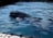 ド迫力！ 目の前で「ホエールジャンプ」連発のカヤックツアーと「クジラと泳げる」国内唯一の海水浴場！ 和歌山県太地町での「クジラ三昧」旅行の画像001