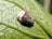 夏になると植物につく「白い綿」の正体とは？  生き物に見えない不思議な姿の虫たち【あなたのすぐそばにいる「季節の虫」の探し方 vol.8】の画像004