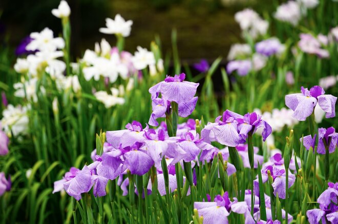 梅雨空の絶景！  東京23区に咲く花菖蒲の4名所「堀切菖蒲園」「水元公園」「小岩菖蒲園」「しょうぶ沼公園」で江戸の風流を感じる【東京都・葛飾区/江戸川区/足立区】の画像018