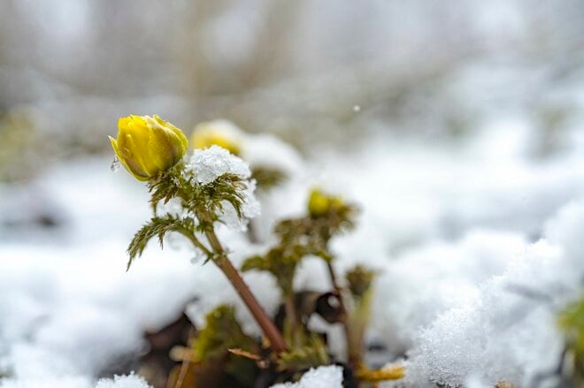 画像・写真： 雪のなかじっと春を待つ黄色い妖精！ 「幸せを招く