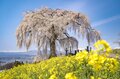 桜の開花ラッシュ直前！ 「心に残る“サクラ”写真を撮るために」“プロが教える ”違いが出る！撮影ひと工夫【2022年】の画像007