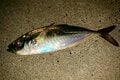 夏が狙い目！ トレンドの釣り「アジング」で釣果を左右する最重要アイテム「ワームの選び方」 のポイントとは？の画像001