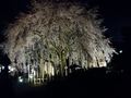 福井県内の「隠れた桜の名所」3選！地元民だけが知っている！「枝垂れ・遺跡・城」の絶景とは？の画像001