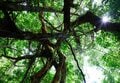 【世界自然遺産・屋久島】 屋久島をレンタカーで一周するドライブ旅「千尋の滝・大川の滝・ガジュマル・西部林道」を一日でめぐる！の画像007