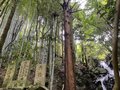 12年に一度「辰年にしか見れないお宝」を拝観。大阪近郊冬ハイキング満喫ルート【里山アドベンチャー！ソトアソ日和 vol.13】の画像014