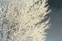 雪の花咲く絶景！  霧氷と川霧のつくり出す「儚くも美しい」幻想の世界にうっとり！【2022年2月・長野県白馬村】