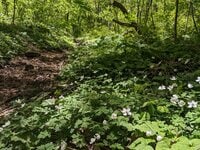 穴場の里山「足が進まない登山」とは！？ 春の妖精「ニリンソウ」大群落ロード＆太平洋の絶景！ 蔵王連峰の東「青麻山」登頂レポ