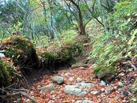 絶景「苔の森」の「紅葉カーペット」登山！  伊豆・天城山「万三郎岳＆万二郎岳」周回コース「秋の百名山」レポ
