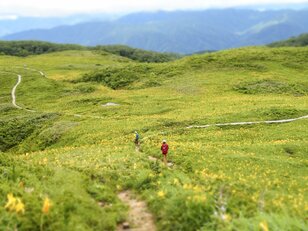 「“おわら節”の風に吹かれて」雲上のお花畑・白木峰トレイルをいく  2022年／富山県八尾町