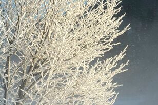 雪の花咲く絶景！  霧氷と川霧のつくり出す「儚くも美しい」幻想の世界にうっとり！【2022年2月・長野県白馬村】