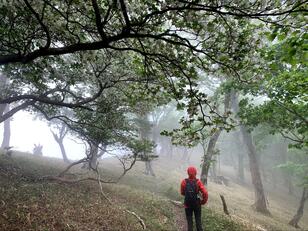 リアル『もののけ姫』の山！ 朝もやに咲く純白「シロヤシオ」神秘の絶景！ 奈良県・天川村「世界遺産」大普賢岳「修行の道」登山レポート