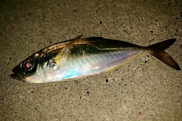 夏が狙い目 トレンドの釣り アジング で釣果を左右する最重要アイテム ワームの選び方 のポイントとは アクティビティ ニュース Bravo Mountain