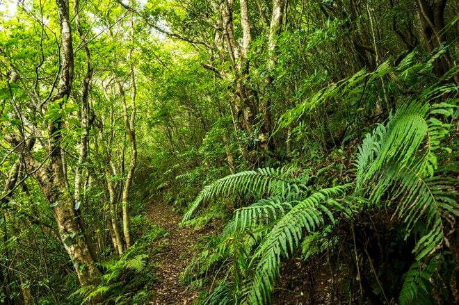 【鹿児島県】憧れのフラットシャロー！  フライフィッシングと昆虫観察、トレッキングを満喫した「奄美大島」トリップ   2025年の画像009