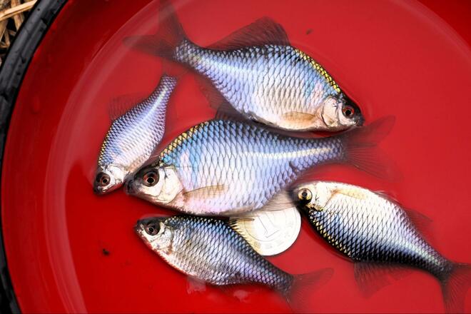 冬は “謎解きゲーム感覚” の「寒ブナ釣り」が面白い！  小水路の突き当りで発見「越冬ポイント」での結果は！？  4時間「釣行レポ」【茨城県・牛久沼】の画像009