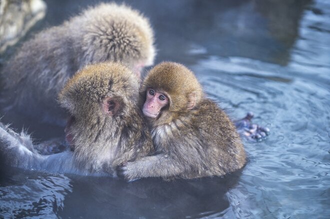 世界で唯一のスポット！「温泉に浸かる野生の猿たちのほっこり入浴シーン」地獄谷野猿公苑【長野県】の画像005