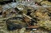 【渓流釣り】濃い魚影、素直な反応、そして良型イワナが飛び出した飛騨の渓！  岐阜県｜2026年
