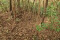 出丸の大切岸と圧巻の畝状竪堀群！  約4時間にわたる実地踏査でみた防衛遺構とは　石見国・松山城〈後編〉（島根県江津市）【戦国の山城を攻める vol.04】の画像006