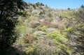 【首都圏近郊】まだ間に合うお花見登山「西丹沢・畦ヶ丸山」は桜だけじゃない欲張りプランを楽しめるんです！の画像005