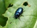 春の訪れを告げる「キラキラ輝く青い虫」の探し方【あなたのすぐそばにいる「季節の虫」の探し方 vol.3】の画像003