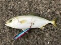釣り初心者でもOK！ エサいらずのサビキ釣り『ジグサビキ』でアジ、ヒラメ、サバが入れ食い【衝撃ルポ】の画像001