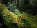 自身の安全と山の自然を守るために！  登山での “マイナンバーカード” の可能性を検証する「やまのあかしプロジェクト」がスタート  2025年【デジタル庁】の画像002