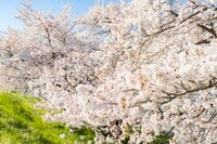 桜の開花ラッシュ直前！ 「心に残る“サクラ”写真を撮るために」“プロが教える ”違いが出る！撮影ひと工夫【2022年】