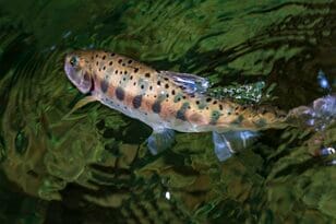 【渓流釣り】涼を求めて夏色の渓へ！ 「激シブだけど、見ているだけも癒されるヤマメたちの姿」 飛騨の清流でフライフィッシング  2025年