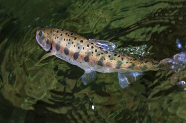 渓流釣り】涼を求めて夏色の渓へ！ 「激シブだけど、見ているだけも