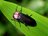 ＜じつは光るのは一部だけ？＞ 初夏の人気昆虫「ホタル」の知られざる生態【あなたのすぐそばにいる「季節の虫」の探し方 vol.18】の画像001