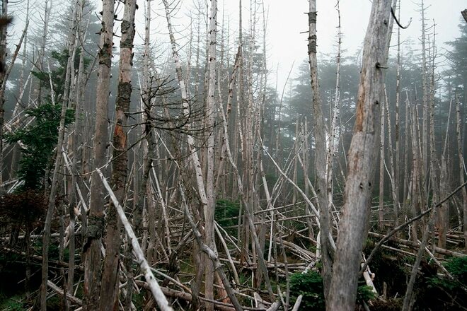 【この秋、絶対！ 八ヶ岳】第7回「縞枯山」 縞枯模様と苔の森を歩く不思議な山の画像004