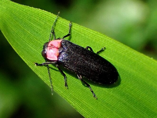 ＜じつは光るのは一部だけ？＞ 初夏の人気昆虫「ホタル」の知られざる生態【あなたのすぐそばにいる「季節の虫」の探し方 vol.18】の画像001