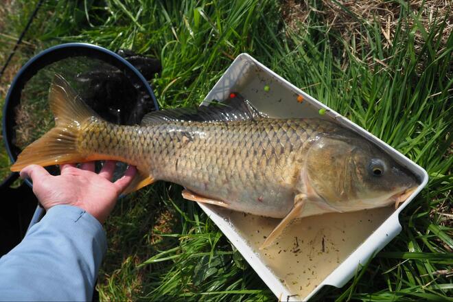 尺越え「乗っ込みマブナ」に歓喜！ 釣果のカギは「ホソ選び」と「アピール力」と「聞き込み」！？ 春の「霞ヶ浦」釣行レポの画像012