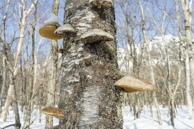 スノーシューで巨木の森へ！「王様の木、杉並木、鏡池」深雪に包まれた神秘的な姿に感動する！  パワースポットの宝庫【戸隠】で真冬にだけ出合える絶景の画像005