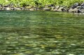 【渓流釣り】 時間に厳しい！？  夕闇のプールではしゃぐ山女たち 「翌朝もワンチャンあるかも！」 2024年6月、新潟県十日町の画像003