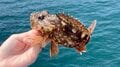 家族旅行の合間でもつい… 堤防でちょい釣り！ 地元住民に教わった根魚キラーの秘技「長めワーム」 試したところ、なんと20分でカサゴ連続ヒット！【長崎県長崎市】の画像005