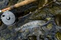【渓流釣り】ヤマメとイワナが釣れる上越エリアでフライフィッシング！ 「まず釣れたのは、狙っていない “大物”！？」  2025年 新潟県の画像002